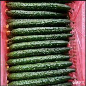 大量供应新鲜黄瓜，现摘现发货，货源充足，量大从优，合作共赢15763567444