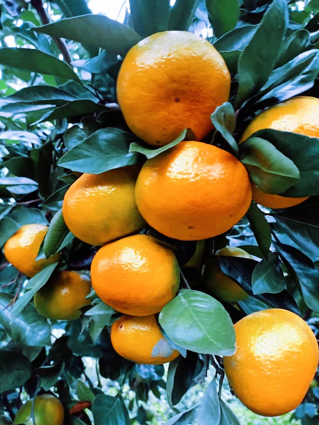 云南特早蜜橘大量供应，农户一手货，果面干净，口感甜