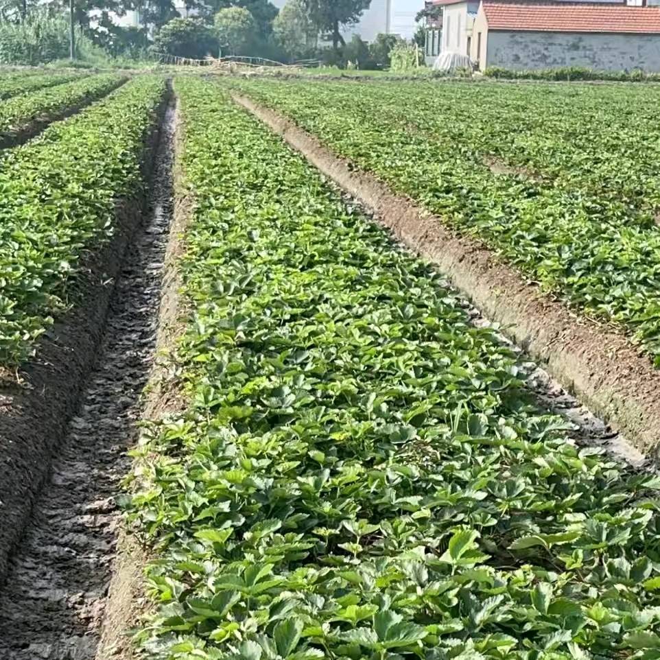 大叶草莓苗要需要的联系我，品种齐全