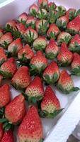甜宝草莓盛产基地，耐运输，果型正，甜度高，产地直供，欢迎各位老板订货联系电话13053300108