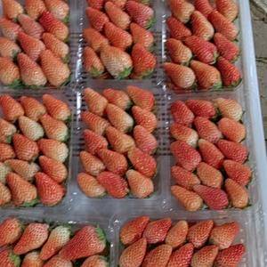 甜宝草莓盛产基地，量大耐运输
