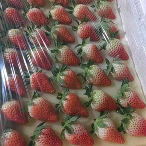 甜宝草莓盛产基地，量大耐运输