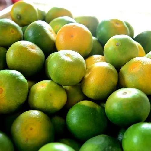 湖北宜昌生产的特早普早柑橘现已大量上市，欢迎广大客...