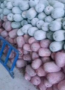 精品短型水果冬瓜，大量有货13939041393