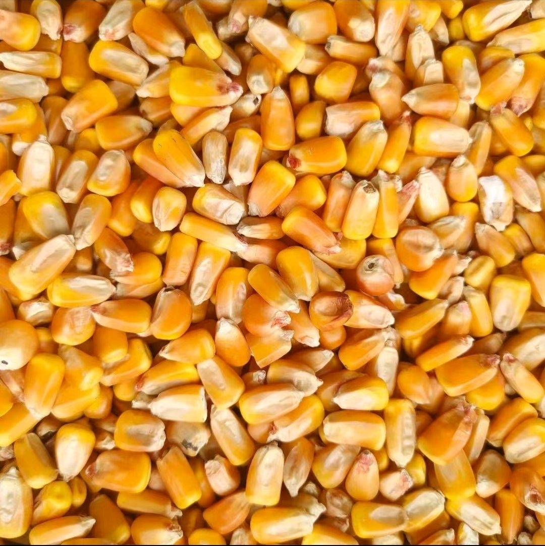 内蒙古通辽新玉米上来了 本地玉米质量特别好 容重720g往上 水分<14 无霉变 无杂 纯国标粮 需要精品粮的联系 大吨位供应