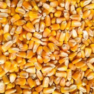 内蒙古通辽新玉米上来了 本地玉米质量特别好 容重720g...