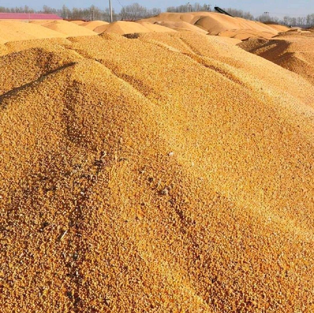 内蒙古通辽新玉米上来了 本地玉米质量特别好 容重720g往上 水分<14 无霉变 无杂 纯国标粮 需要精品粮的联系 大吨位供应