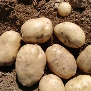 自己种的土豆，品种是v7，没有中间商，价格实惠！自然晾晒...