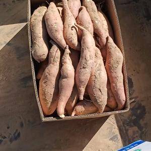沙地红薯出售美味香甜 欢迎大家 来电咨询:1862866...