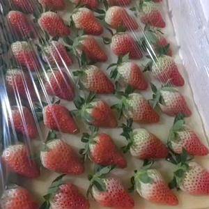 甜宝草莓盛产基地，耐运输，果型正，甜度高，产地直供，欢迎...