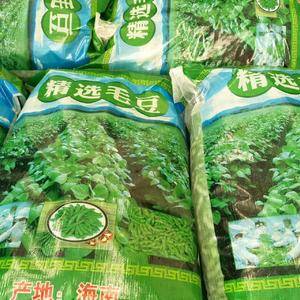 福建漳州毛豆大量供应，大型基地种植，
