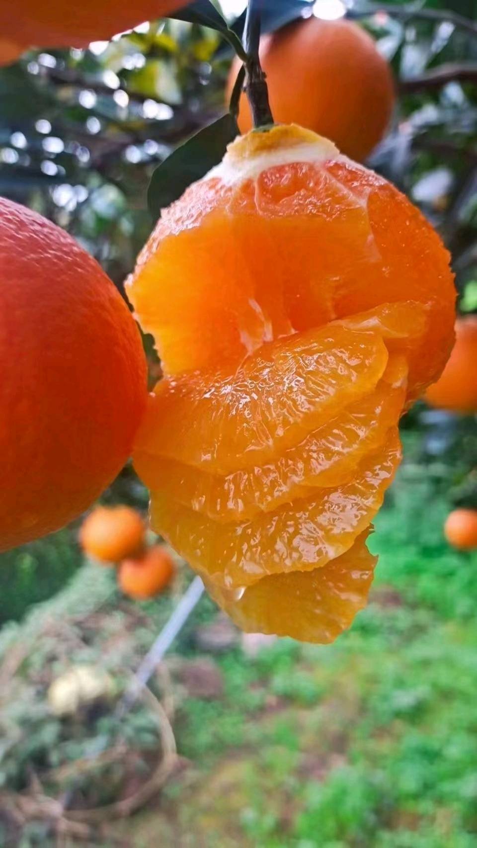 湖北九月红果冻橙中华红纽荷尔长虹15272128285微信同号等多品种季节性橙子全年供应