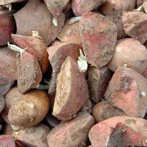 常年供应各种优质土豆种子，产量高，没毛病