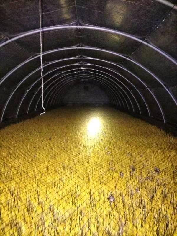 联农合作社优质蒜黄大量有货，价格优惠！需要的联系：15589932185微信同步！