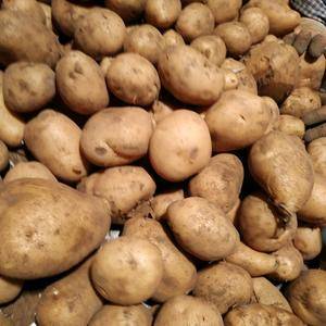 春节以过本社出售土豆原种及微型薯，品种有226，雪川红，...