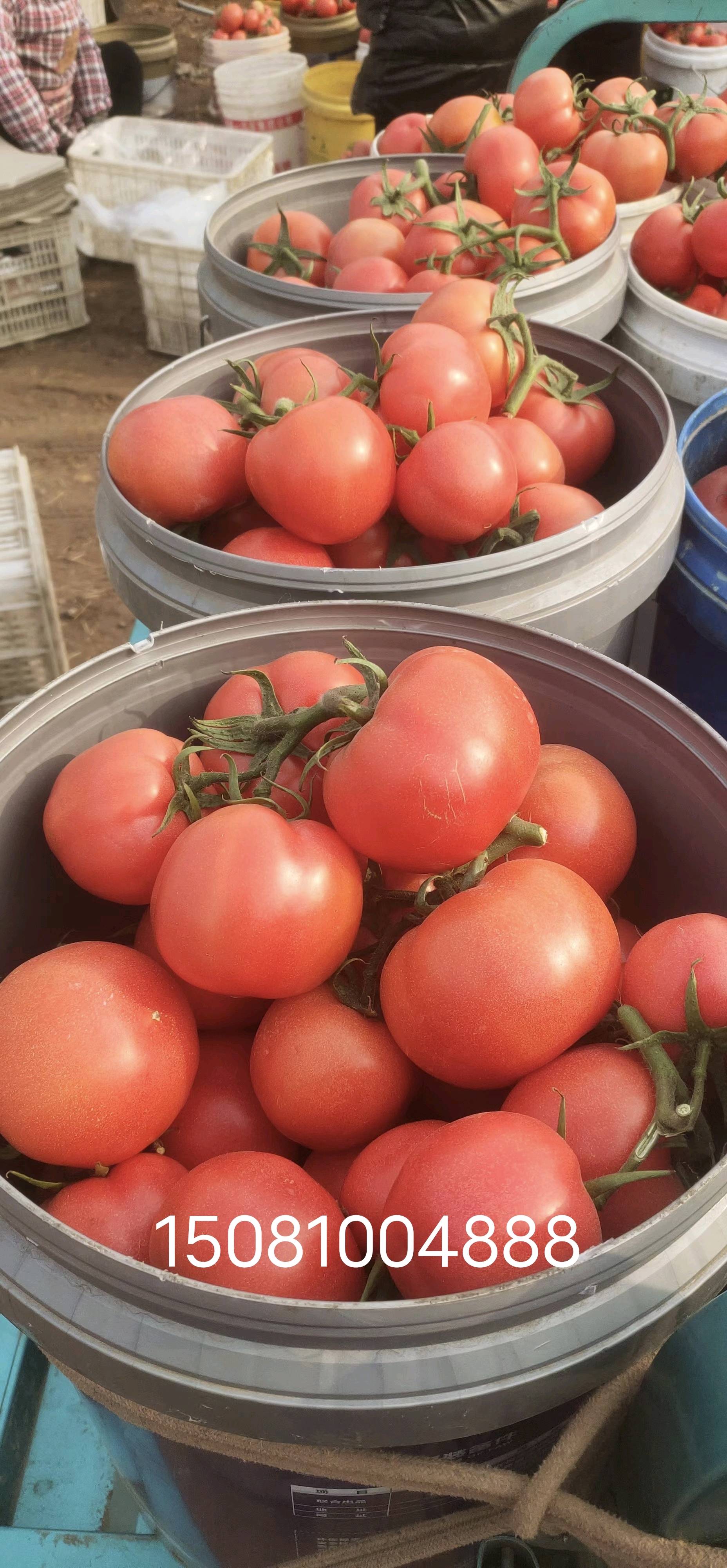 中国番茄之乡，大量上市头穗果硬粉西红柿，支持全国发货15081004888