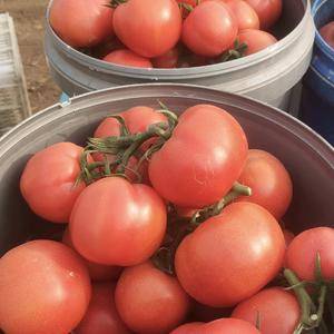 中国番茄之乡，大量上市头穗果硬粉西红柿，支持全国发货15...