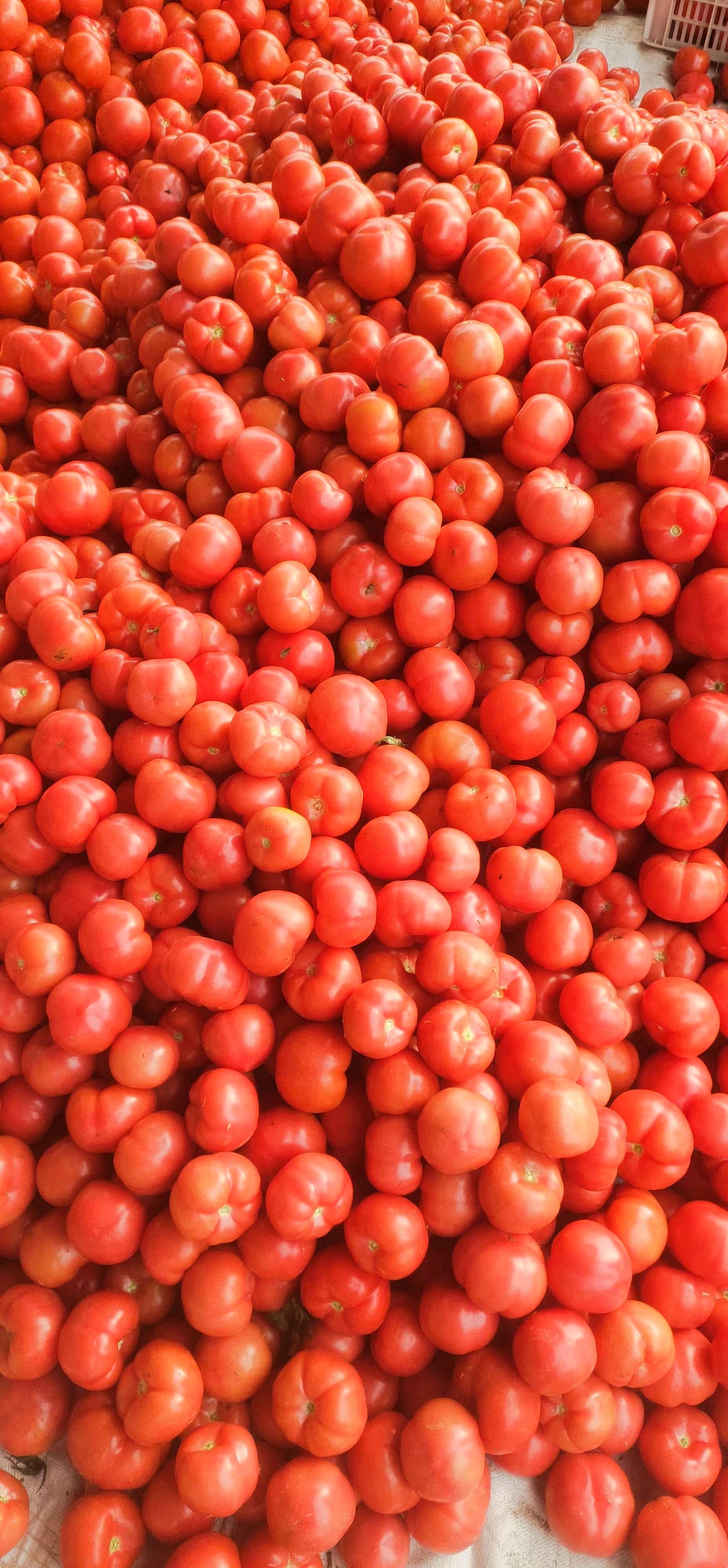 中国番茄之乡，大量上市头穗果硬粉西红柿，支持全国发货15081004888