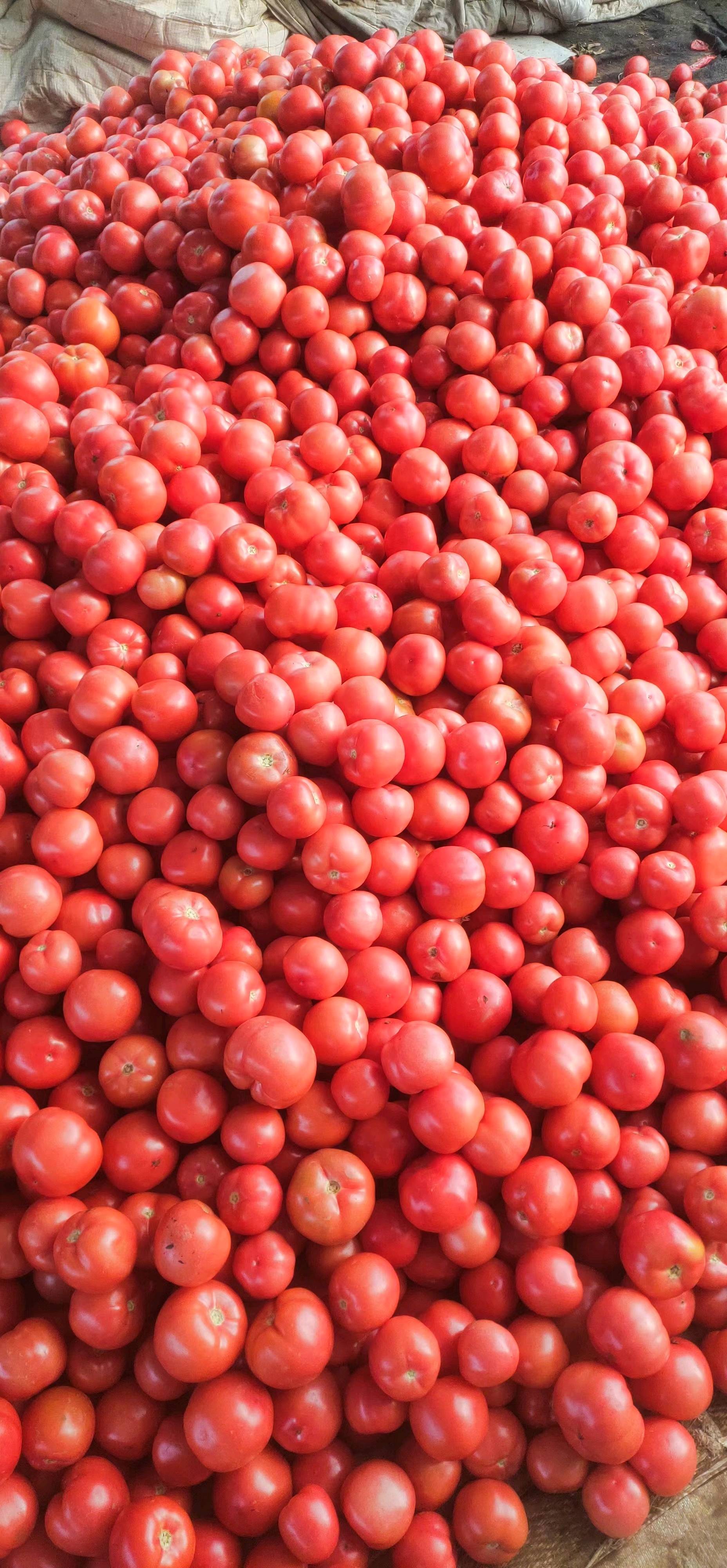 中国番茄之乡，大量上市头穗果硬粉西红柿，支持全国发...