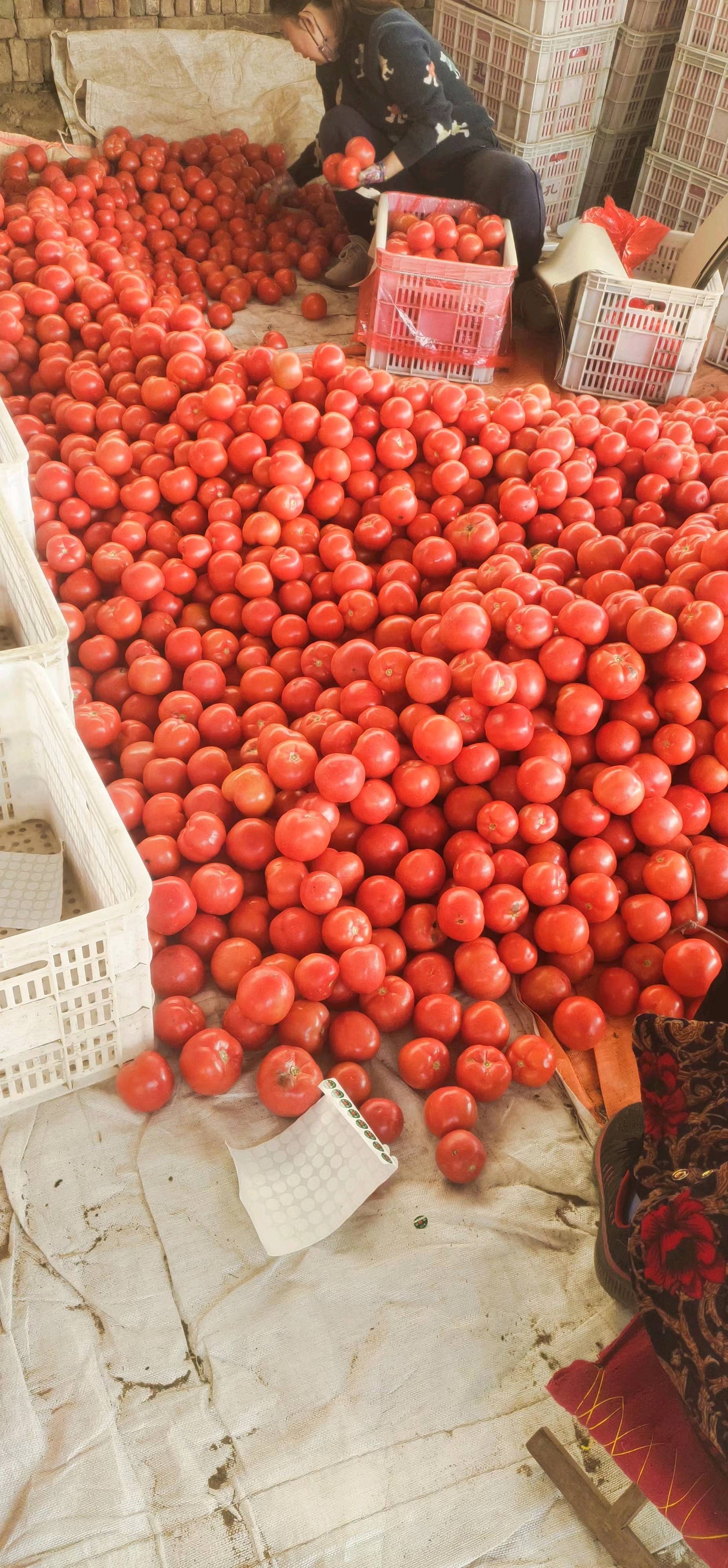 中国番茄之乡，大量上市头穗果硬粉西红柿，支持全国发...