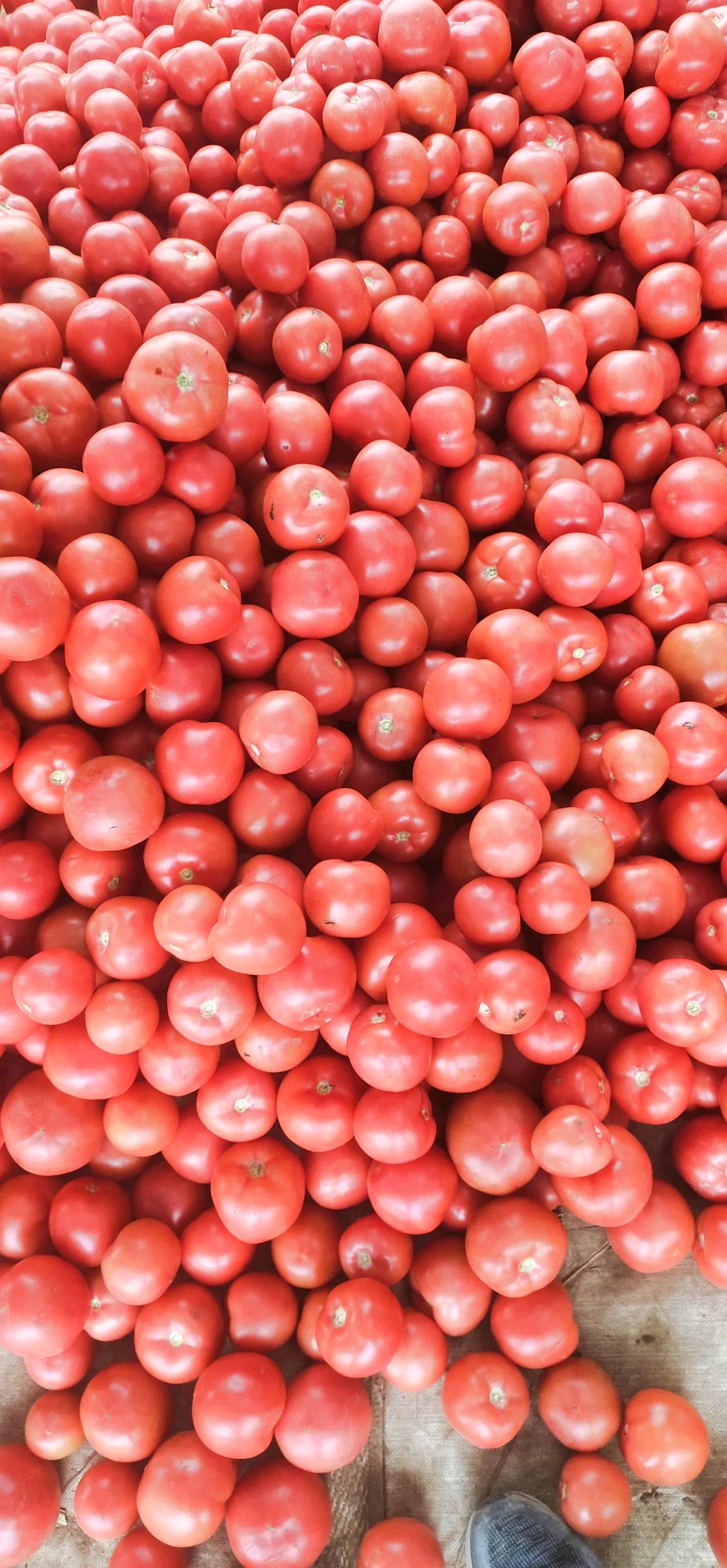 中国番茄之乡，邯郸大棚头穗硬粉西红柿，大量上市量大...