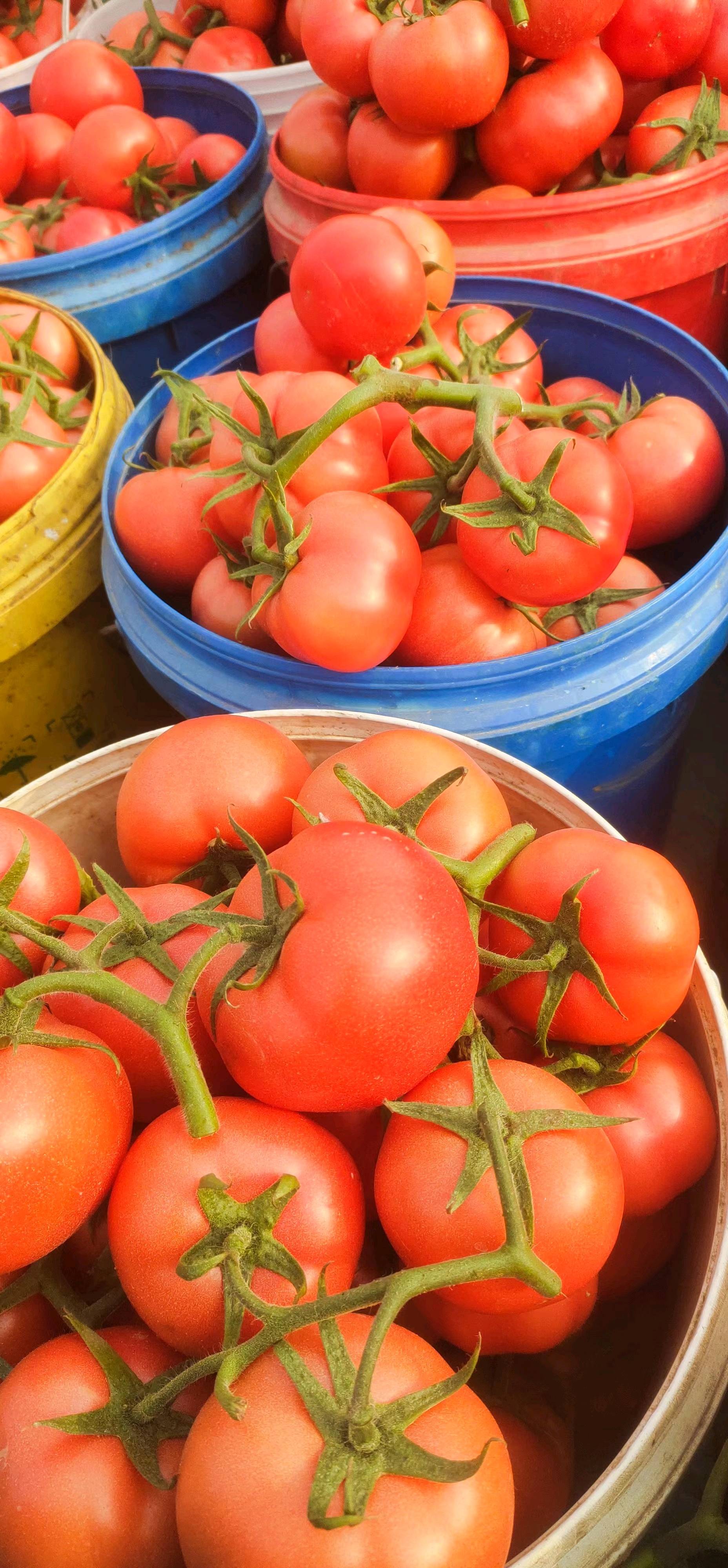 中国番茄之乡，邯郸大棚头穗硬粉西红柿，大量上市量大...