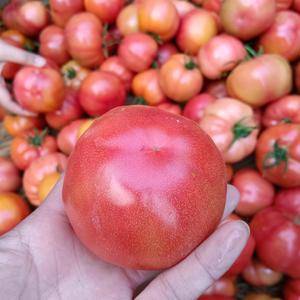 自家种的普鲁旺斯西红柿硬粉西红柿，肉质沙嫩，口感纯正，生吃凉拌拒绝膨大剂