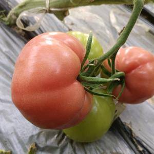 自家种的普鲁旺斯西红柿硬粉西红柿，肉质沙嫩，口感纯正，生吃凉拌拒绝膨大剂。需要电话商议：13553011135