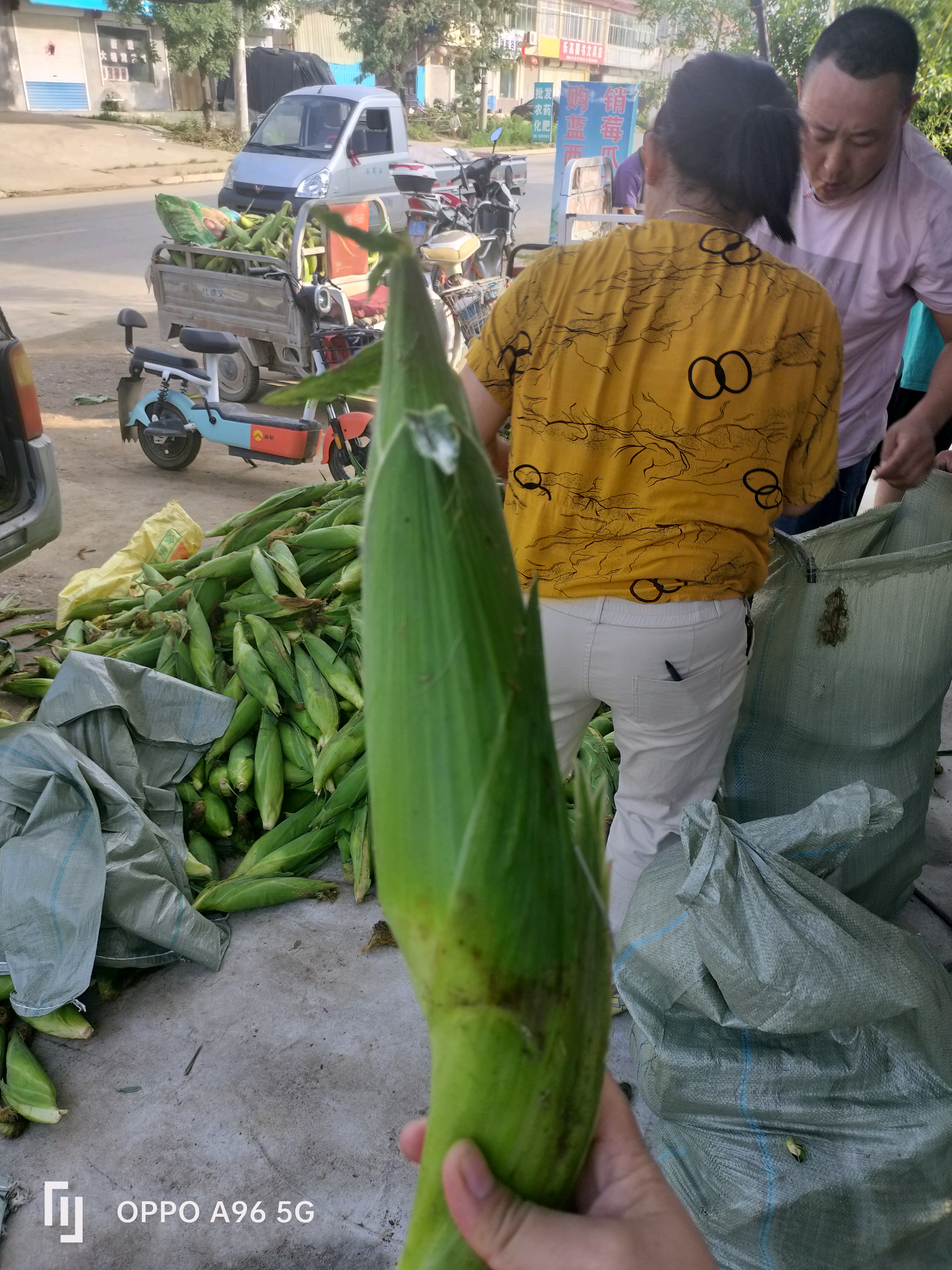 山东鲜糯玉米大量上市中，价格便宜，可供超市，社区团...
