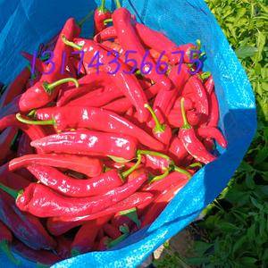 卖大量红辣椒，有红辣妹子和景丰102、103，种植面积大...