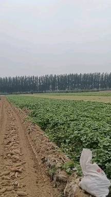 团结农业种业实业万吨精品红薯种植基地，龙九和西瓜红...