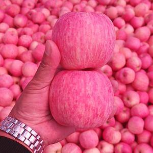 13053978698山东优质红富士苹果大量上市，口感脆甜，色泽鲜艳，价格便宜，货源充足13053978698微信同号