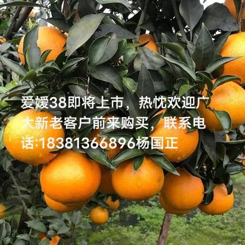 我地年产柑橘上亿斤，早熟蜜桔，目前爱媛38，琯溪蜜...