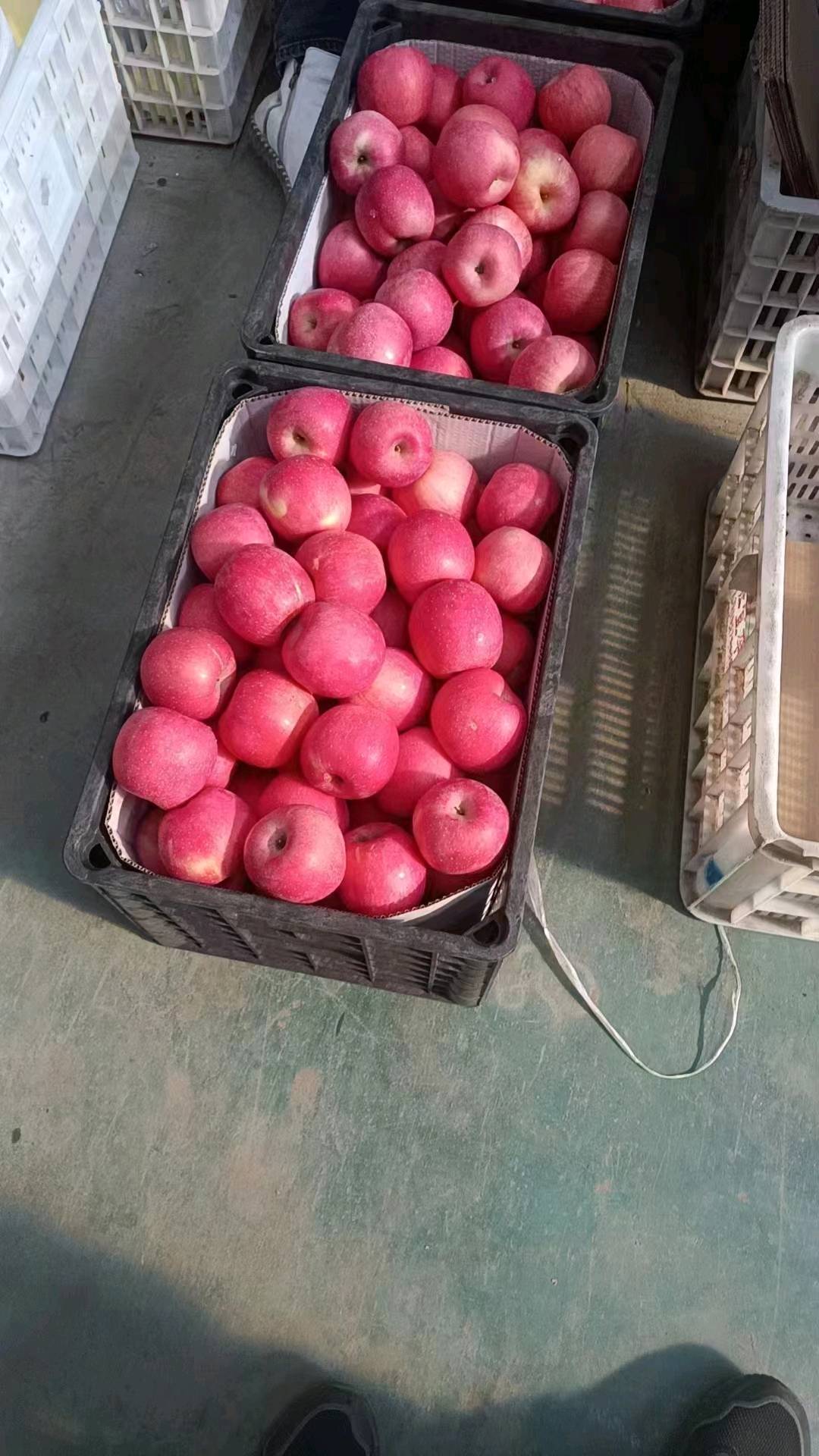 山东红富士苹果产地批发18769991603价格便宜，货源充足！口感脆甜