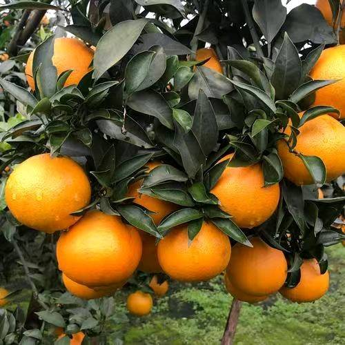 大量爱媛果冻橙产地供应