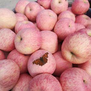 山东烟台优质红富士苹果大量上市，口感脆甜，色泽鲜艳，价格...
