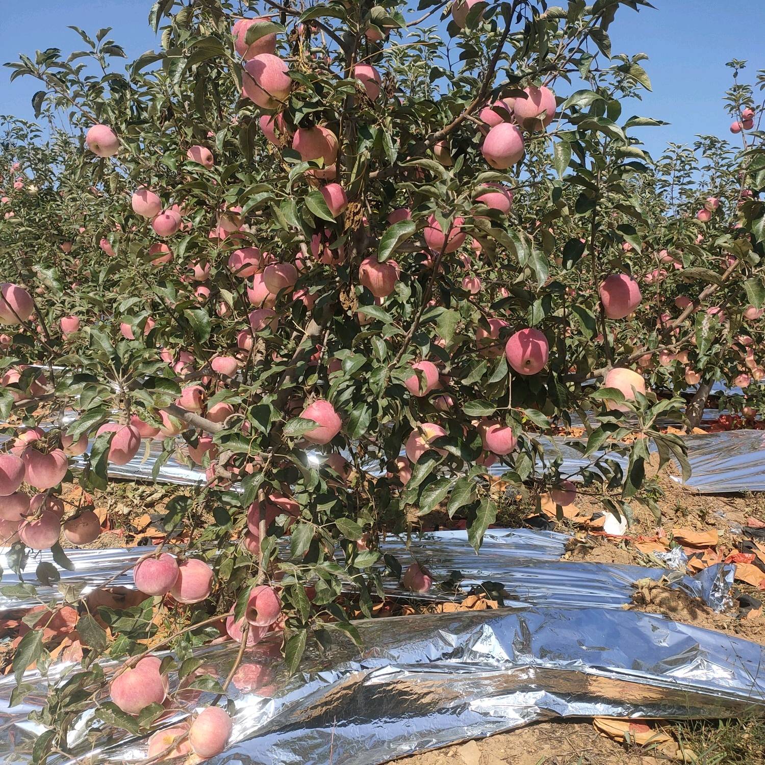辽宁地区寒富苹果，口感脆甜 颜色鲜艳 大量供应