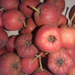 我们的红果山楂，味道甜，价格便宜，品质好，有6万斤左右，...