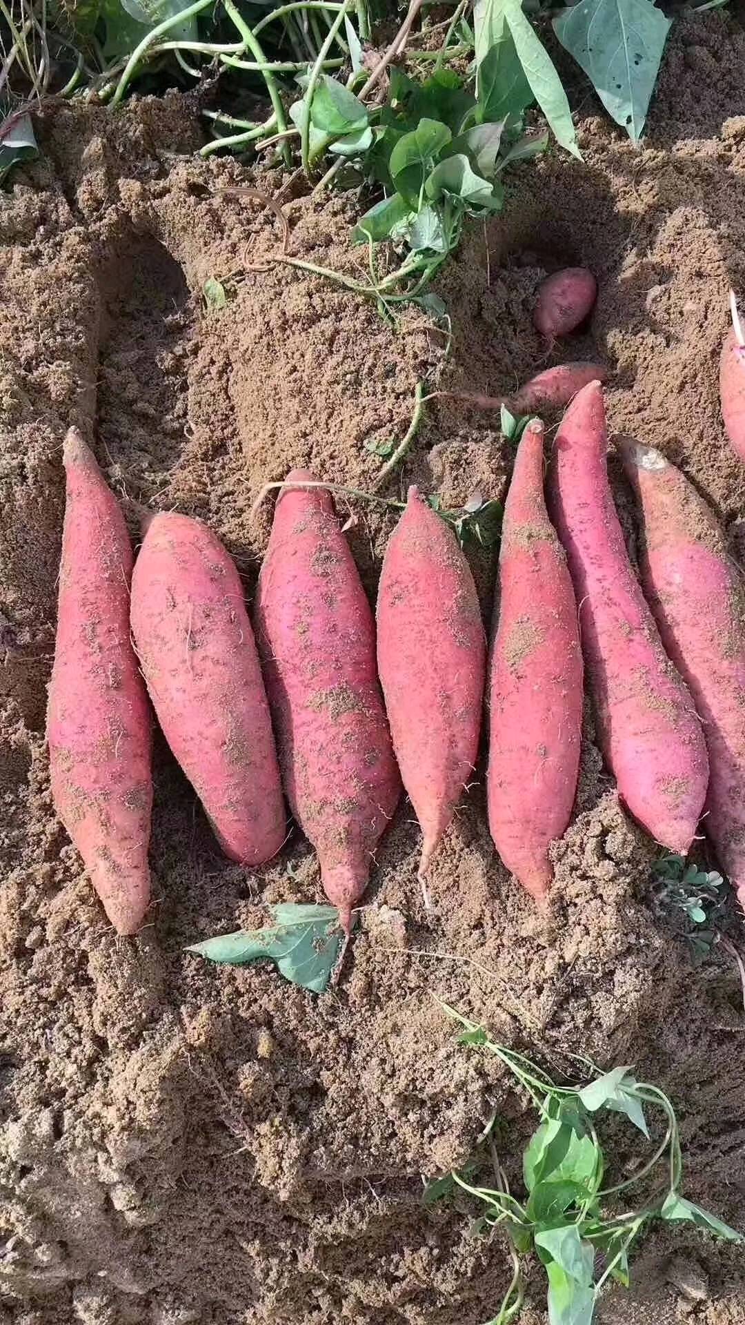 有2-3吨红薯出售，不然烂在地里了，父母种植了，能...