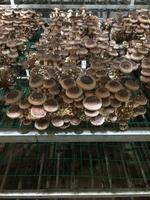 超大香菇菌棒  出口品质
40×10厘米3.5斤左右
超易出菇，温度控制在8度至28度，即可持续出菇，附赠培育方法，无土培养，可收割3~4（看水分，温度，潮