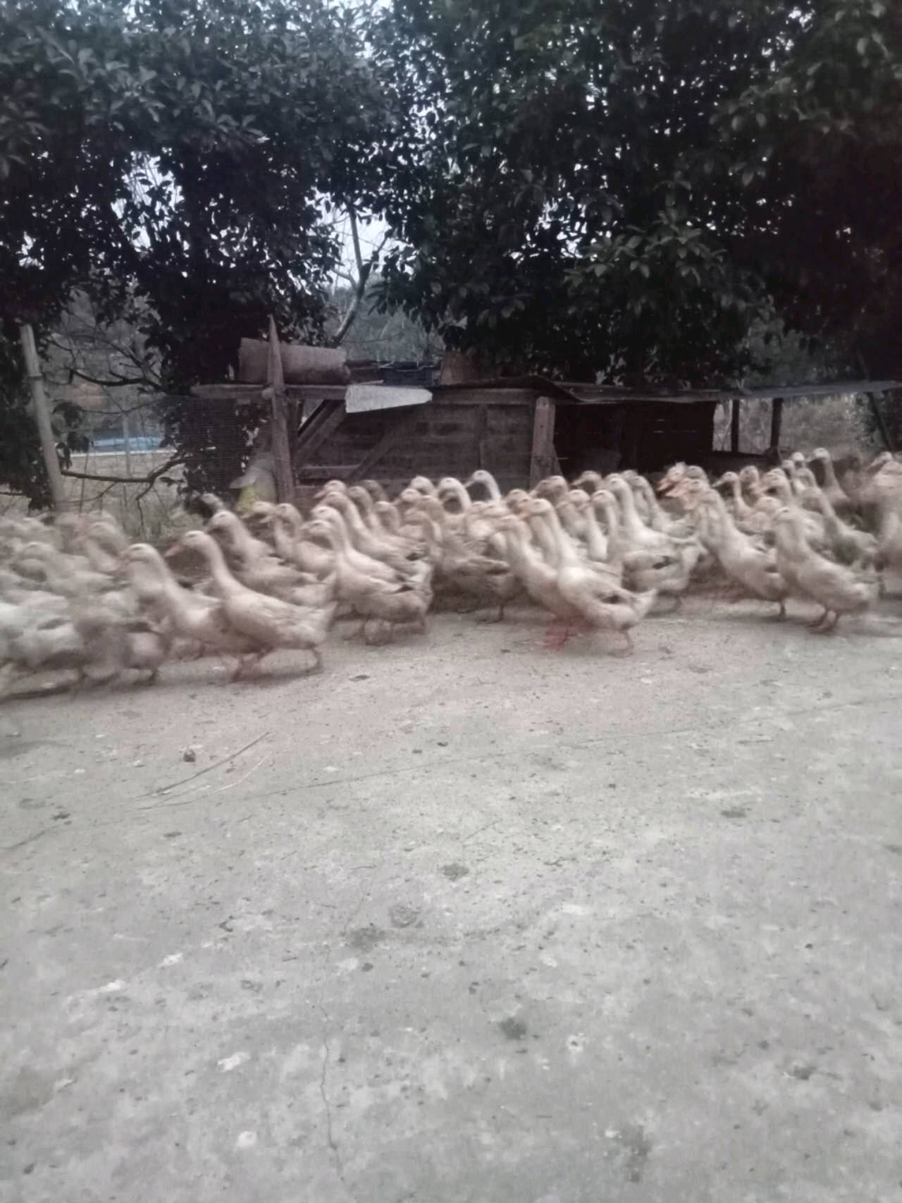 600只蛋鸭，122天，湖南醴陵市附近的要鸭子的联...