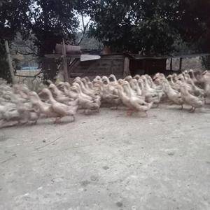 600只蛋鸭，122天，湖南醴陵市附近的要鸭子的联系。