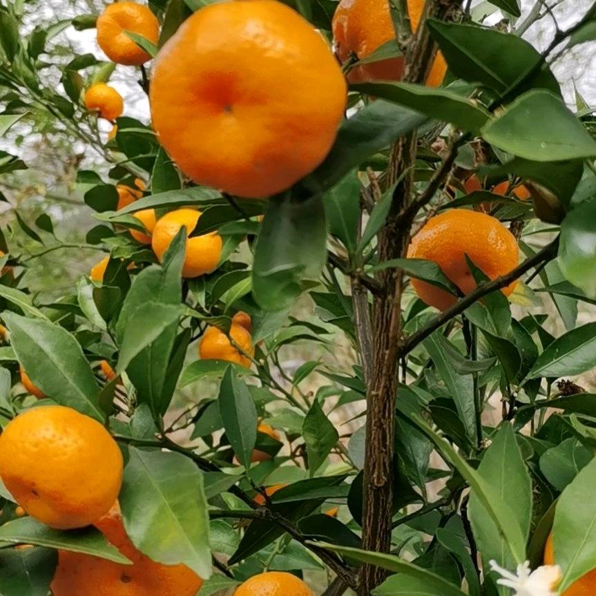 产地直供精品芦柑，橙子