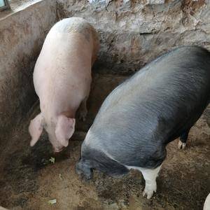 大连普兰店街道天城村自家养殖肥猪，白猪和黑猪，个体重约三...