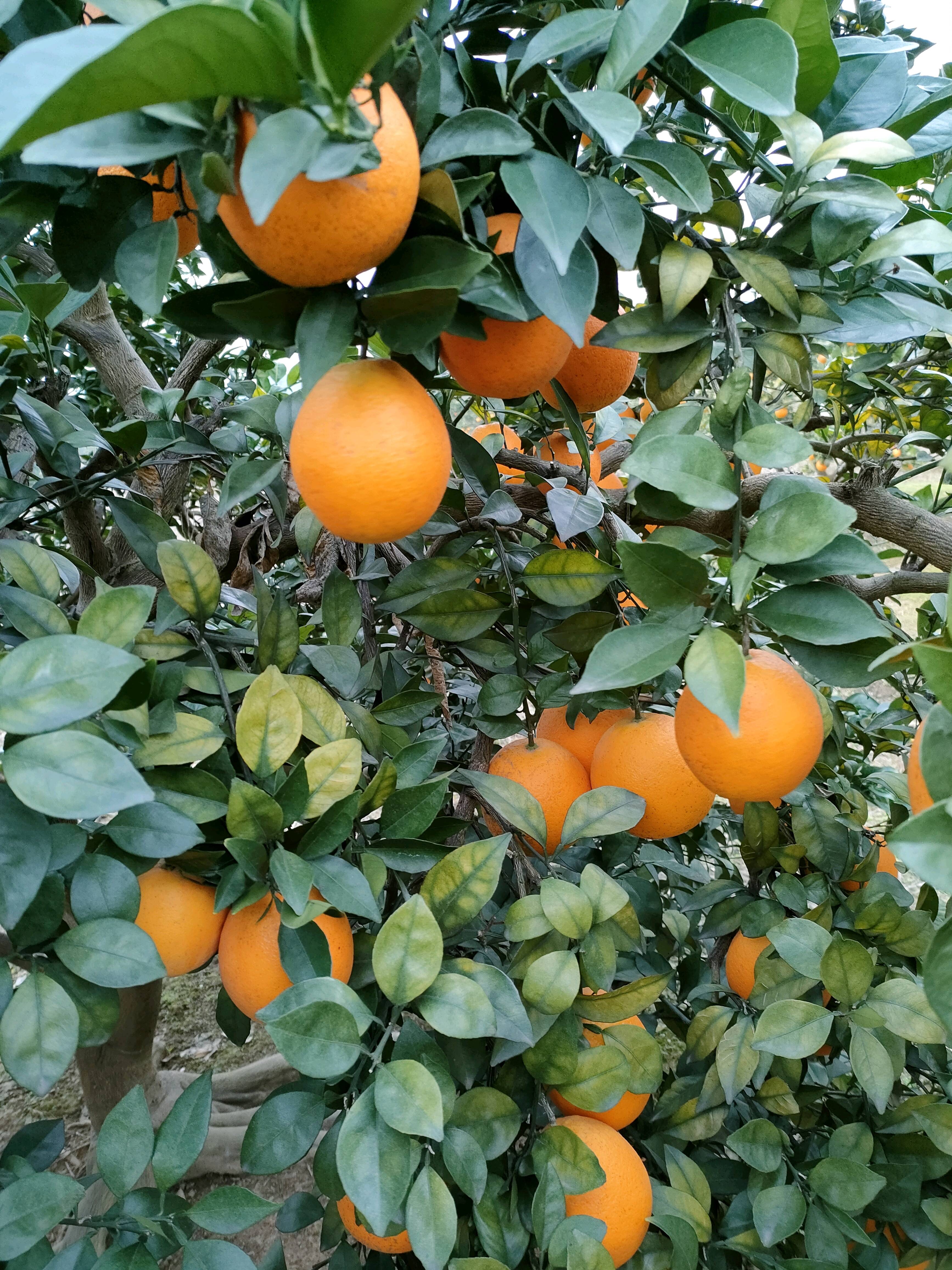 纽荷尔脐橙，挂在树上鲜果，口味佳