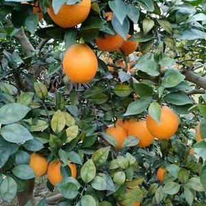 纽荷尔脐橙，挂在树上鲜果，口味佳