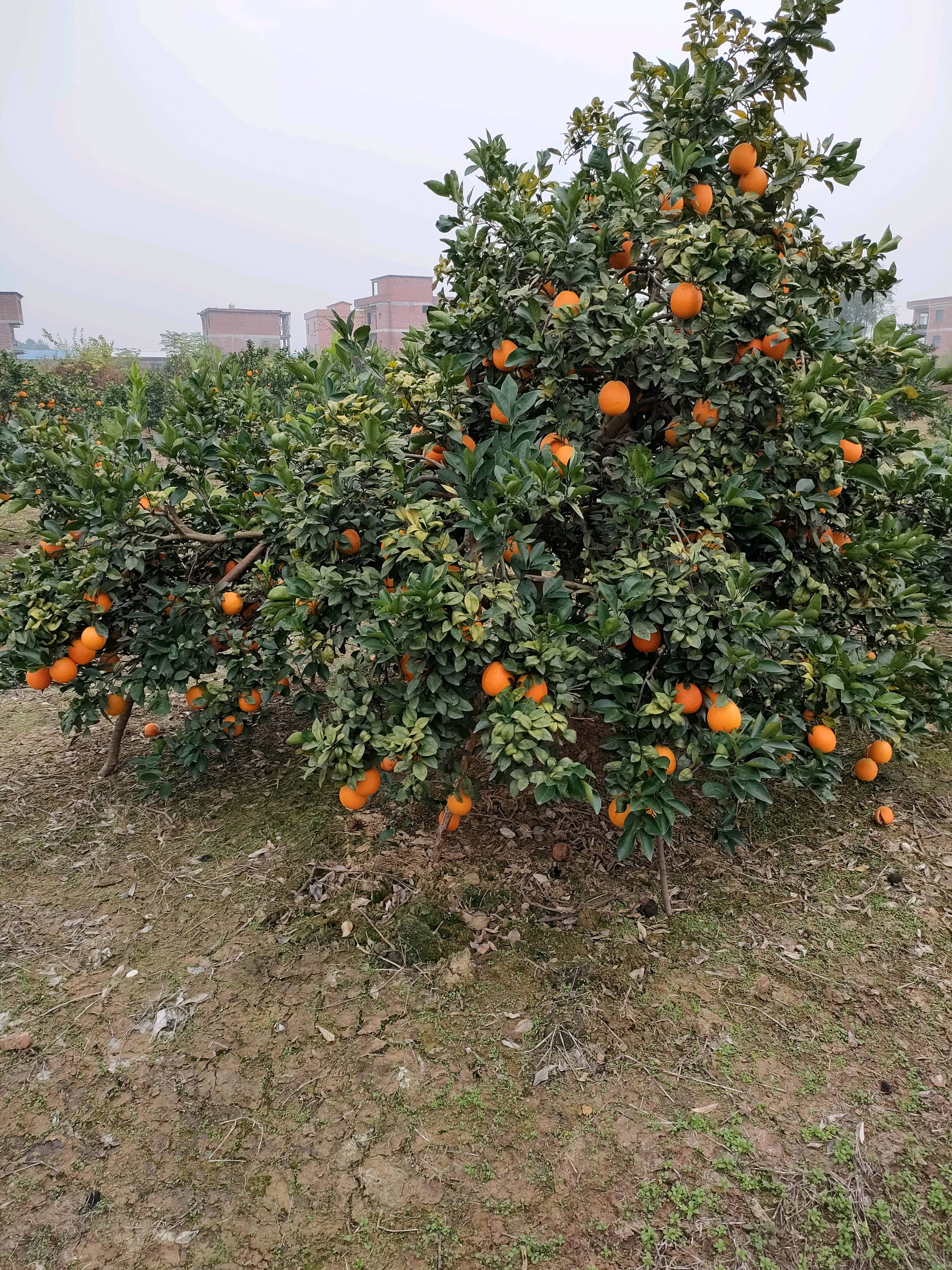 纽荷尔脐橙，挂在树上鲜果，囗味佳，果农湖南道县祥霖铺镇19976605946
