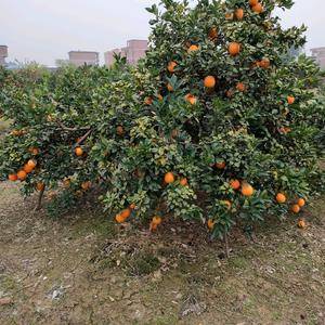 纽荷尔脐橙，挂在树上鲜果，囗味佳，果农湖南道县祥霖铺镇1...