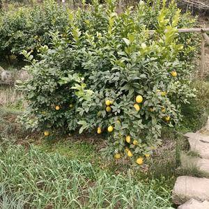农家柠檬无农药污染量大价格可面议15828744572微...