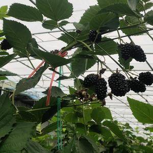 供应大棚黑莓鲜果(13863364022)